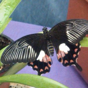 Papilio polytes 
