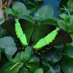 Papilio palinurus