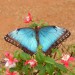 Morpho peleides