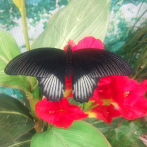 Papilio rumanzovia m 1280х1280