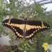 Papilio thoas