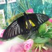 Troides radamanthus