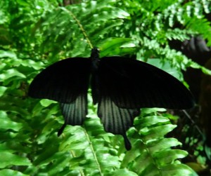 Papilio lowi m 2