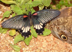 Papilio memnon f (3)