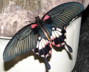 Papilio memnon f (4)