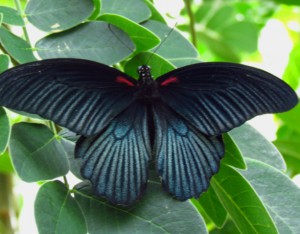 Papilio memnon m 4