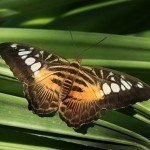 Parthenos sylvia