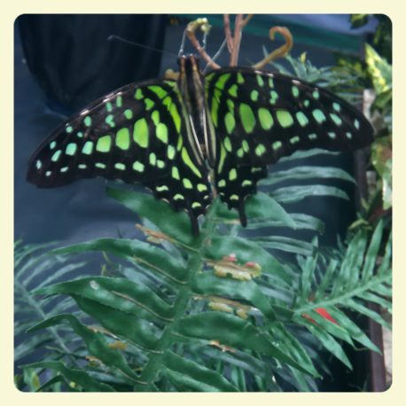 Graphium agamemnon 1280х1280