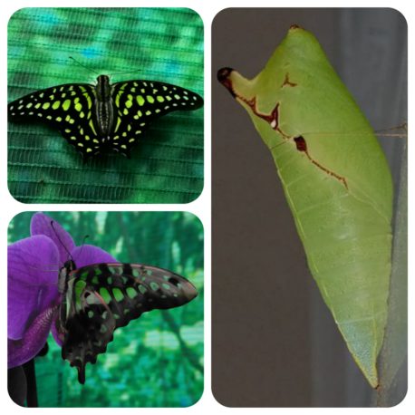 Graphium agamemnon