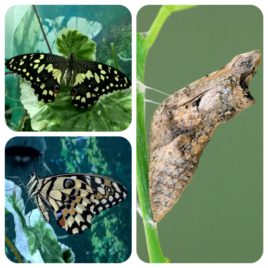 Куколка бабочки Papilio demoleus