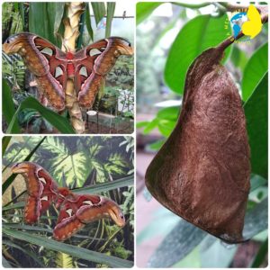 Attacus atlas