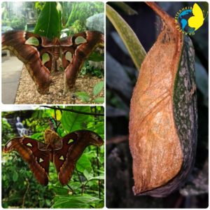 Attacus lorquini