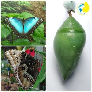 Morpho helenor