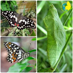 Papilio demoleus