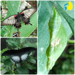 Papilio lowi