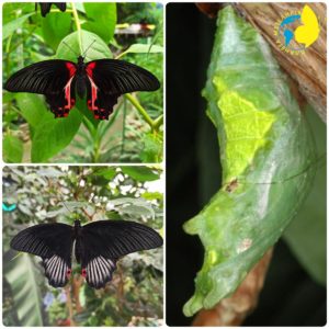 Papilio rumanzovia