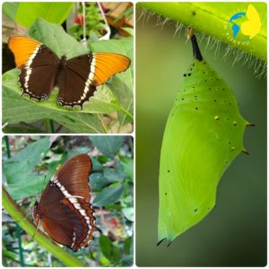 Siproeta epaphus